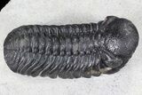 Detailed, Austerops Trilobite - Morocco #66902-3